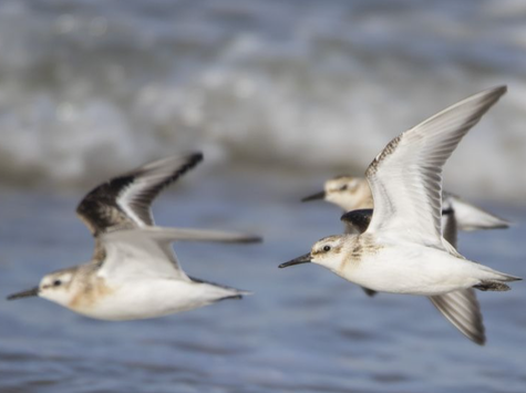 Vente cape birdwatching Lithuania