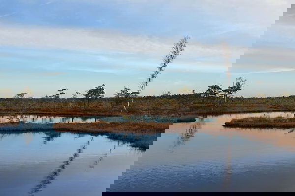 Autumn Bog Walking In Estonia
