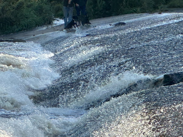 Swimming, Swooping And Stand-Off Staring - Fabulous North