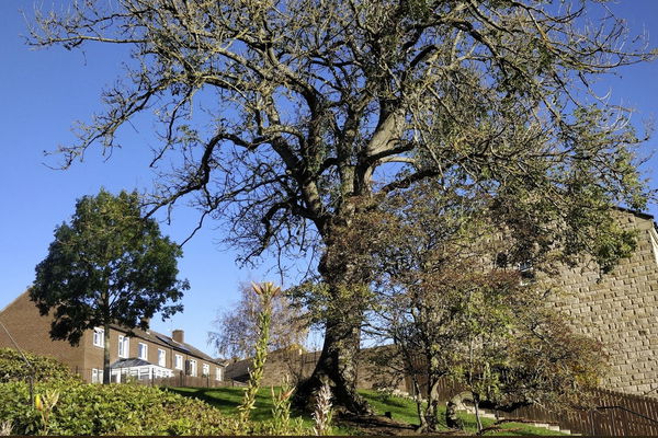 A new approach to ash dieback