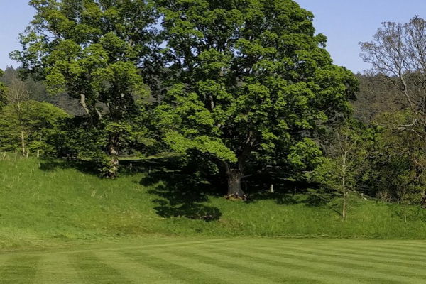 A Sycamore, Rothbury FC, and The Magician of the North