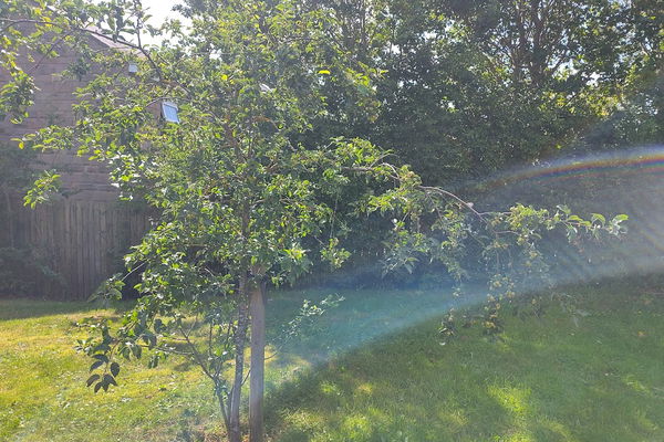 August Tree of the Month: Crab Apple