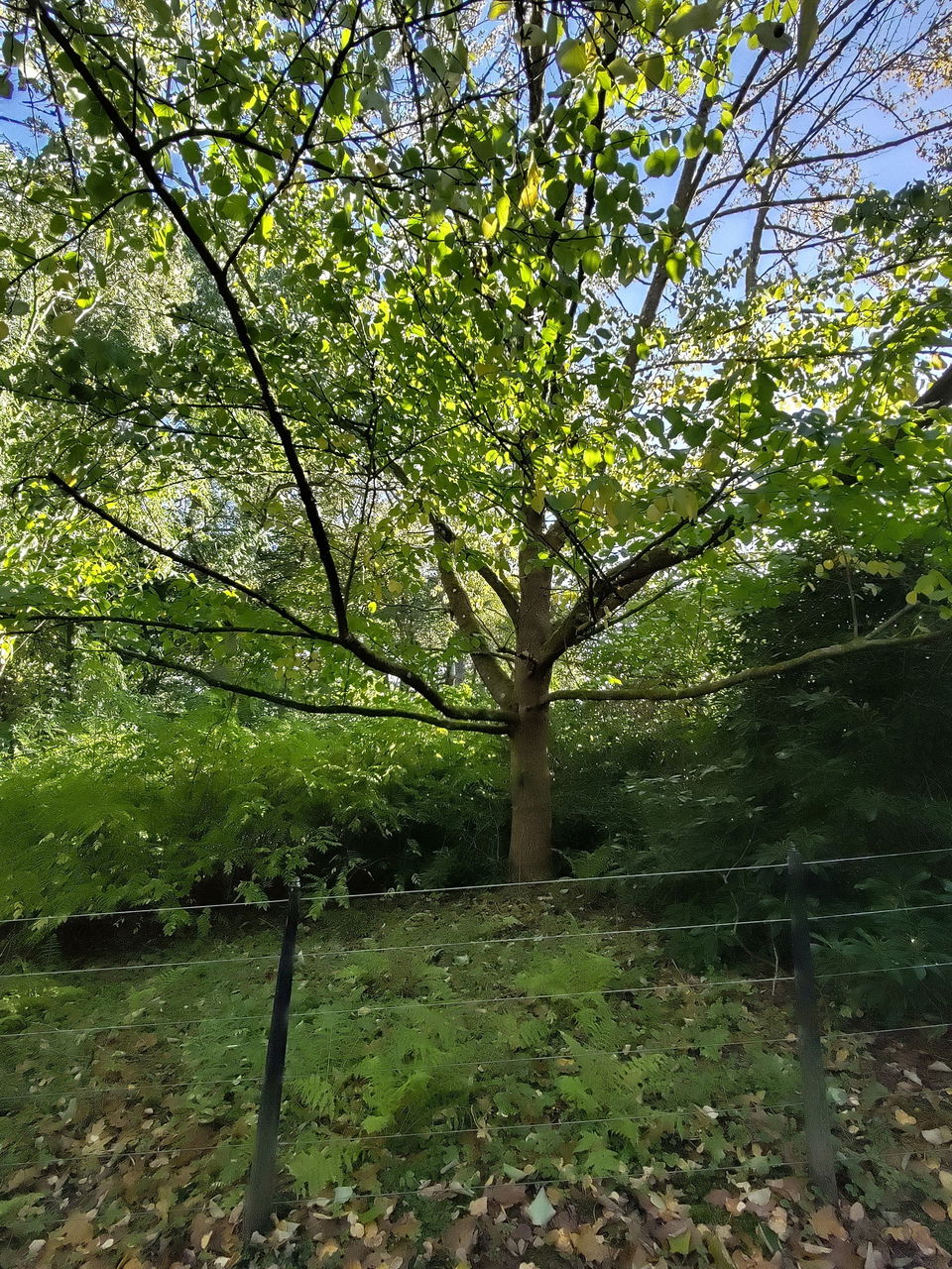 Launch of the Belsay Tree Trail! Rothbury Trees