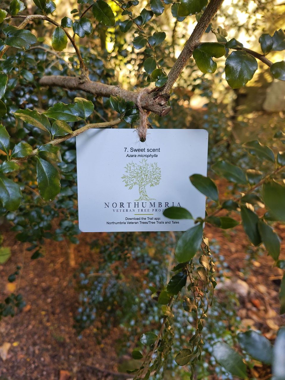 Launch of the Belsay Tree Trail! Rothbury Trees