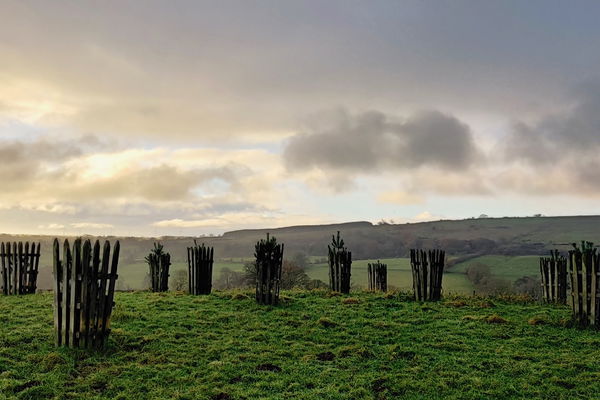 Cragend Farm Tree Project