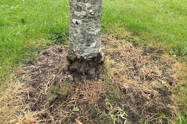 Crimes Against Trees in our Green Spaces