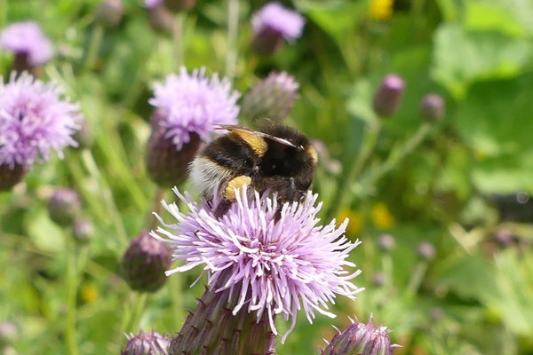 Guest Story: Michael Boxall tells us about his hedge in August