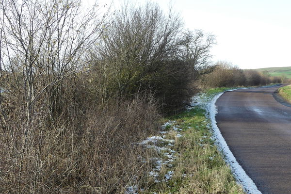 Guest Story: Michael Boxall tells us about his hedge in February