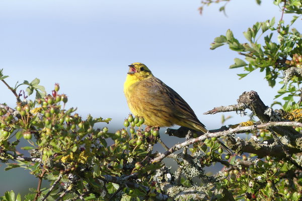 Guest Story: Michael Boxall tells us about his hedge in July