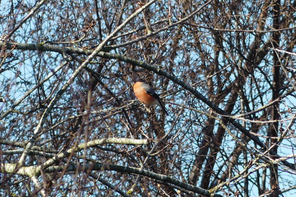 Guest Story: Michael Boxall tells us about his hedge in March