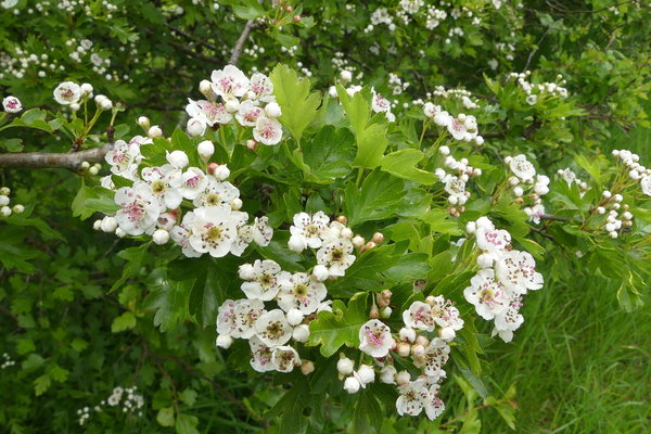 Guest Story: Michael Boxall tells us about his hedge in May
