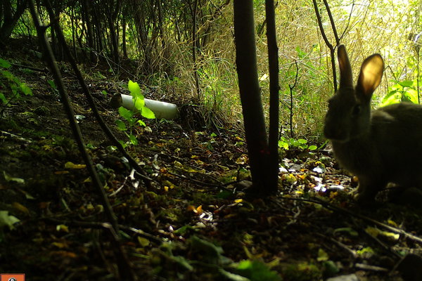 Guest Story: Michael Boxall tells us about his hedge in September