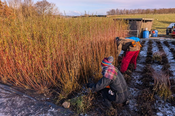 Harvesting the Willow at Chester Hope, Northumberland.