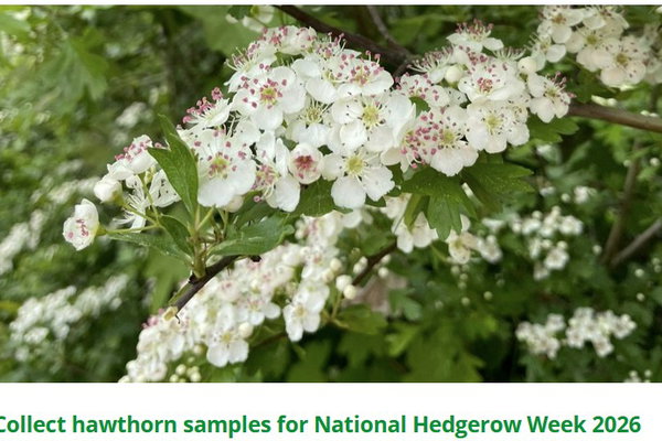 Hawthorn Project - can you help?