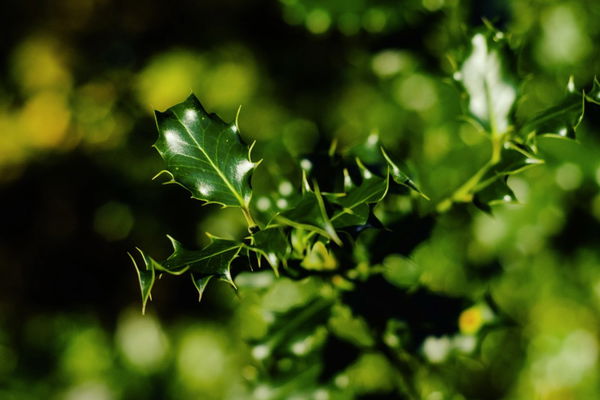 Holly has spiky leaves, right?