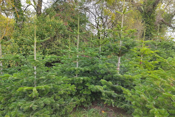 How your 2025 Christmas Tree can help towards the purchase of the Rothbury Estate!