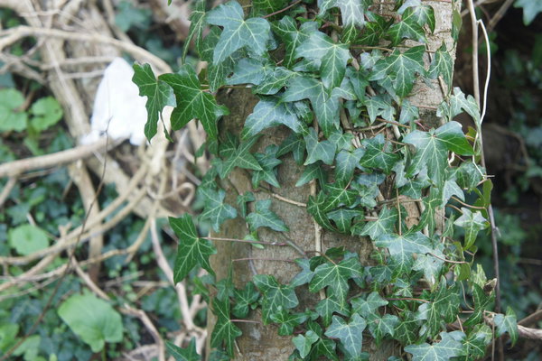 IVY on trees – Friend or FOE?