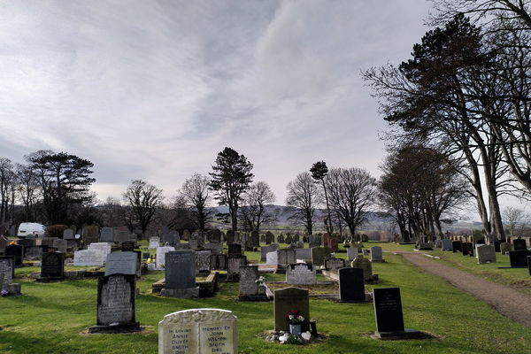 May Tree of the Month: William's Cleugh Pines - a very special Scots Pine