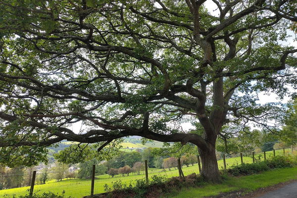 October Tree of the Month: Oak