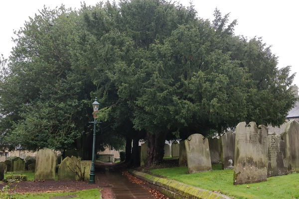 Rothbury Tree of the Month: January 2025.  The Yew.