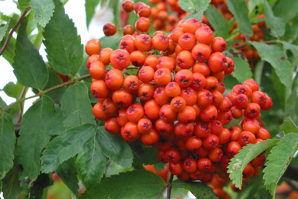 Rothbury Tree of the Month: Rowan