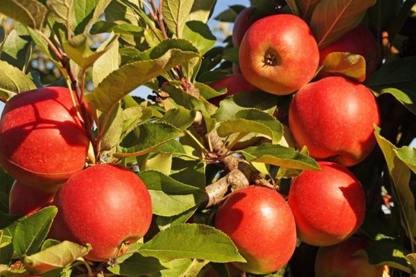 September Tree of the Month: Apple - and ORCHARDS!