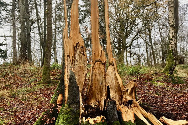 Storm Arwen November 2021 - Devastation of Trees