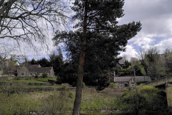 The mighty Scots Pine. A native conifer.