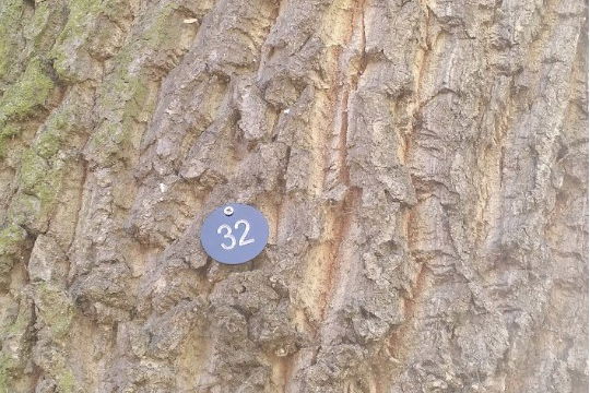 The Trees of Rothbury Village Greens